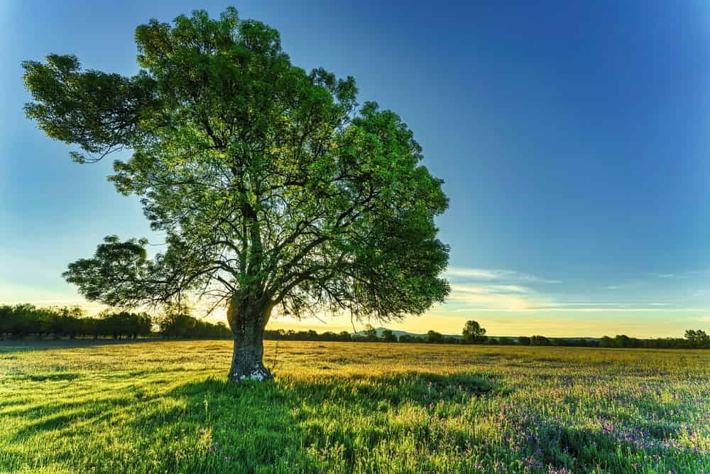 Installing Trees image