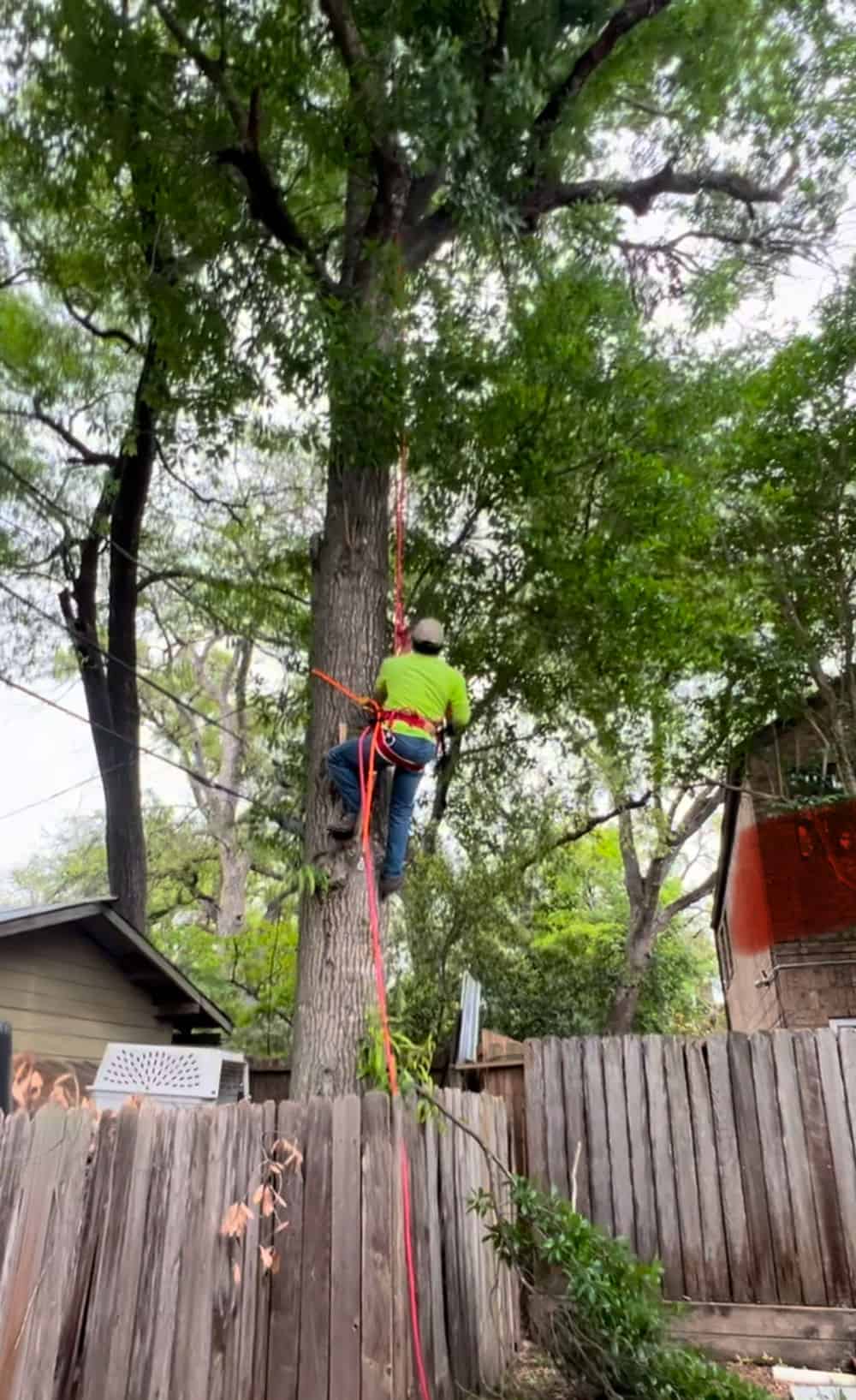 Tree Cutting Services image