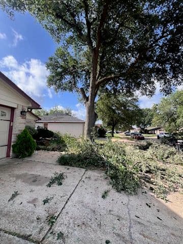 Gallery photos for Expert Tree Removal and Stump Grinding Service: Image #1