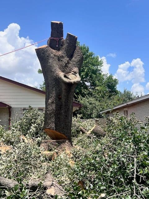 Gallery photos for Expert Tree Removal and Stump Grinding Service: Image #2