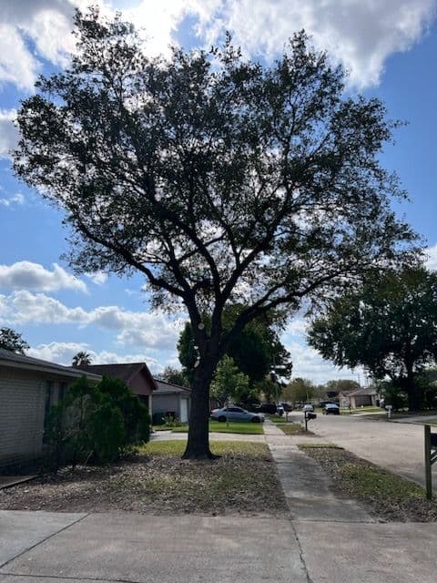 Tree Trimming to Enhance Safety and Beauty image