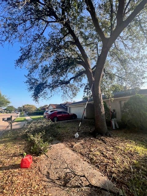 Gallery photos for Tree Trimming to Enhance Safety and Beauty: Image #1