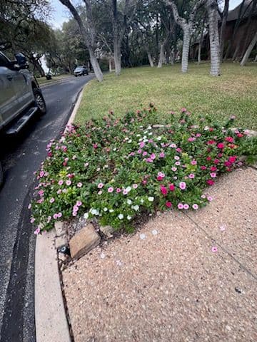 Gallery photos for Enhancing Elegance with Vibrant Flower Beds: Image #2